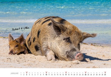 Schweine Monatskalender 2027