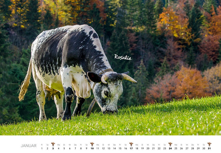 Kühe Monatskalender 2027