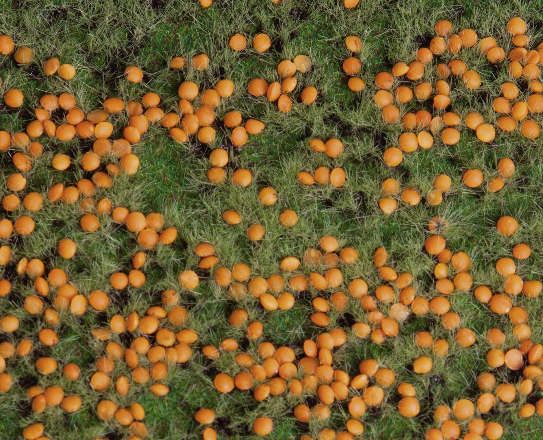 Kürbisfeld Modell von Gebr. Faller 1:87